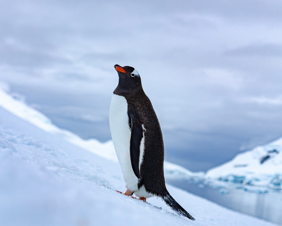 Watching me, watching (gen)too.