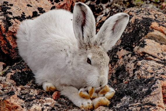 snow hare 1