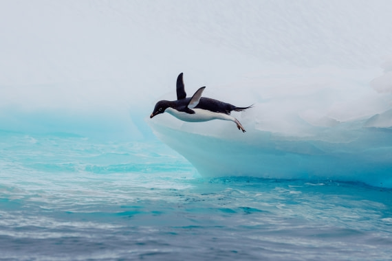 Maybe Penguins Do Fly