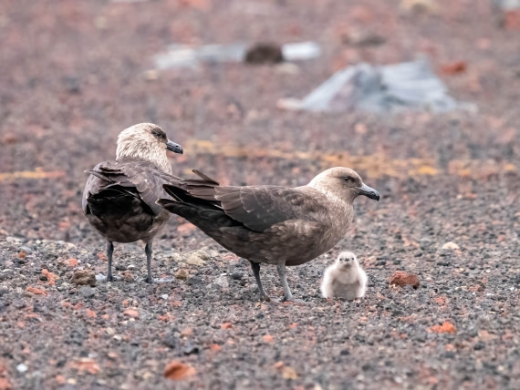 Skua family