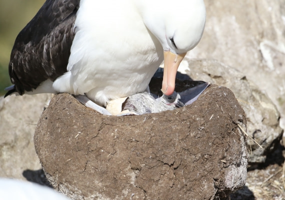 Albatross hatching from egg