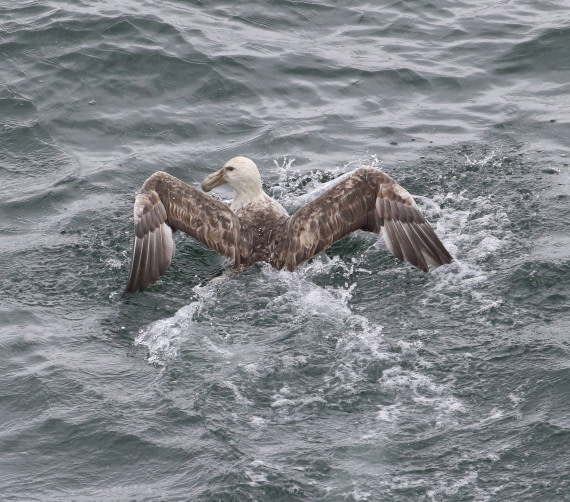 Giant Petrel
