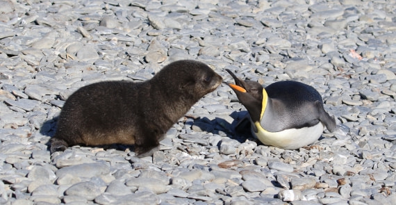 Young Fur Seal and King Penguin