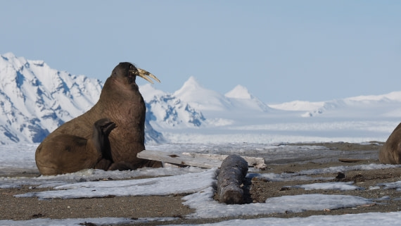 Walross_RVR20-19_007