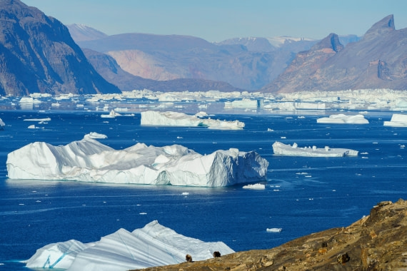 Musk ox and iceberg production of Daugaard Jensen glacier