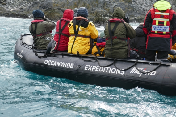 chinstrap penguin on zodiac