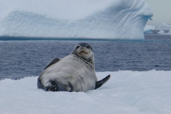 Cute Weddellseal