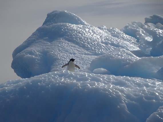 Land of Ice and Penguins