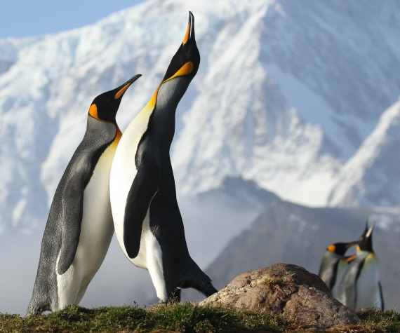 King Penguins