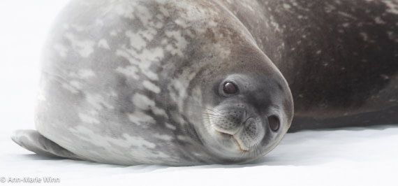 Seal whiskers
