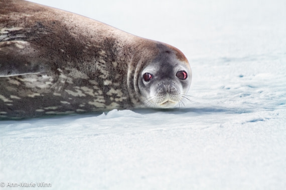 Seal 'n snow