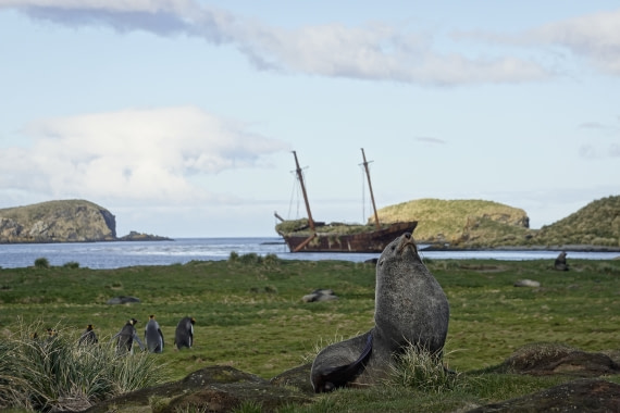 Fur seal at Ocean Harbour, South Georgia