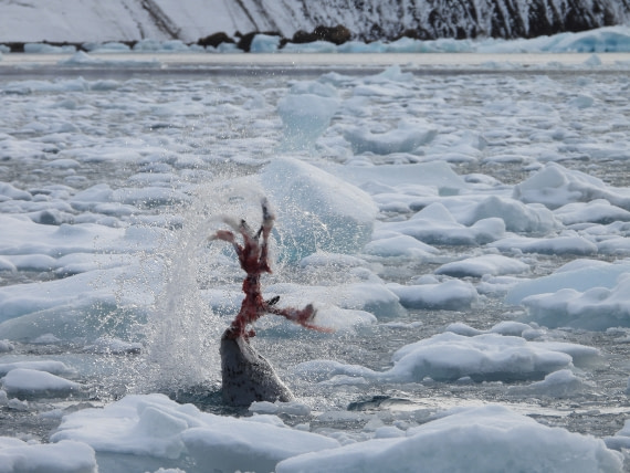 Leopard seal feasting on penguin