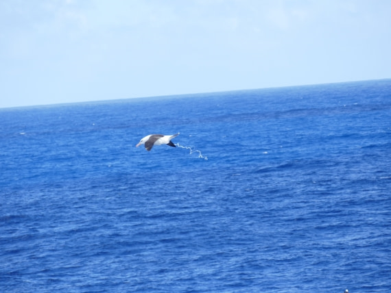 Albatross pooing