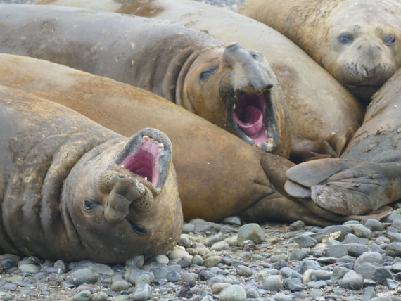 Elephant seal