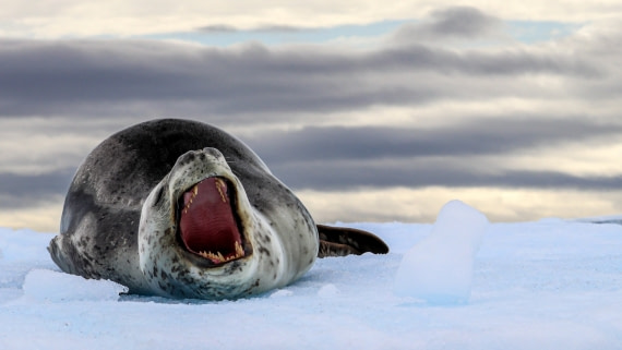 A yawn, not a roar ....