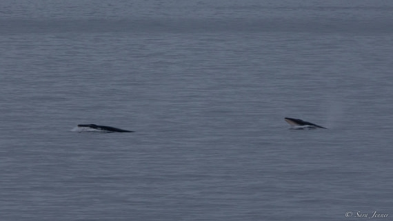 OTL27-23, Day 10, Minke Whales 1 © Sara Jenner - Oceanwide Expeditions.jpg