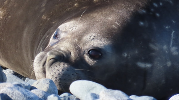 through the eyes of an elephant seal