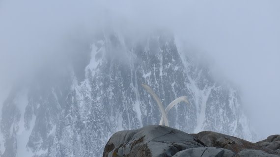 whalery remains at Port Lockroy