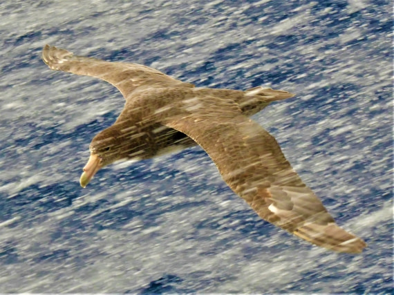 Giant Petrel in a snow storm