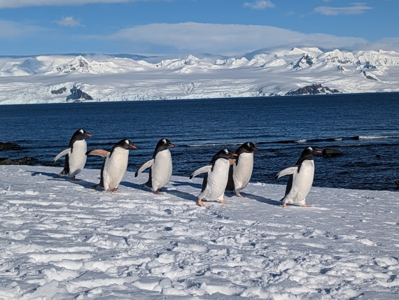 Gentoo's train on Mikkelsen Harbor