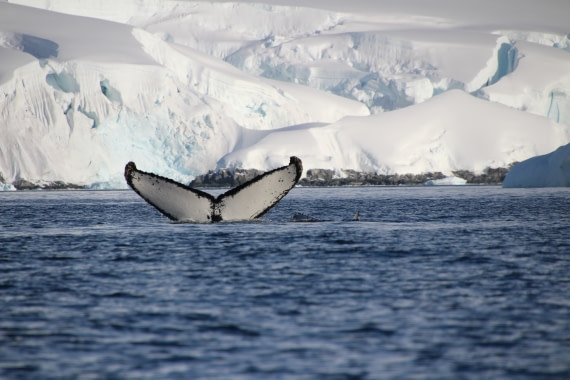 Whale Tail