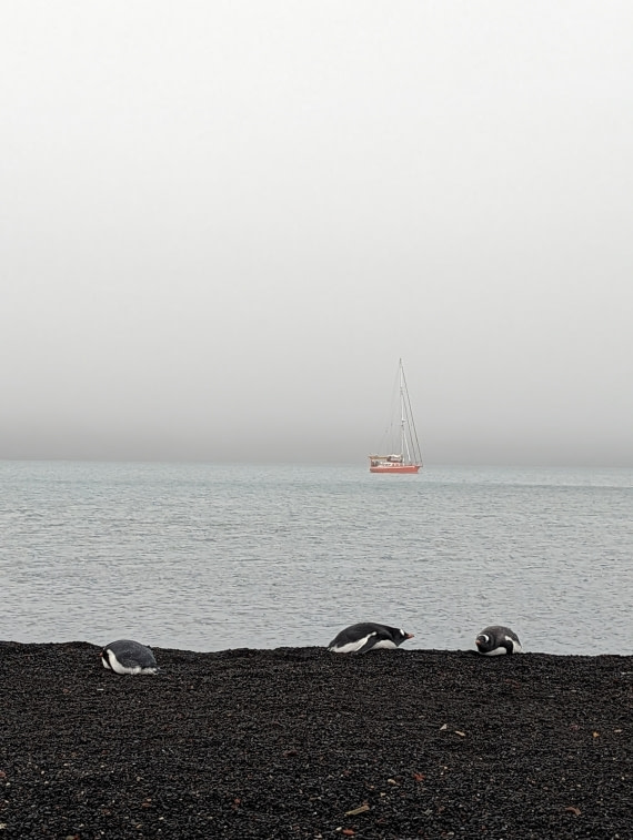 Gentoo's in Whalers Bays, Deception Island