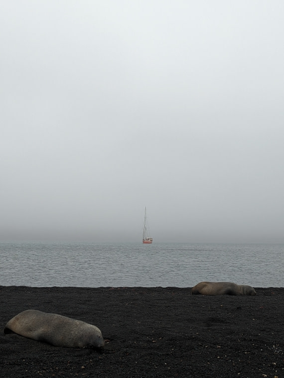 Furseals in Whalers Bays, Deception Island