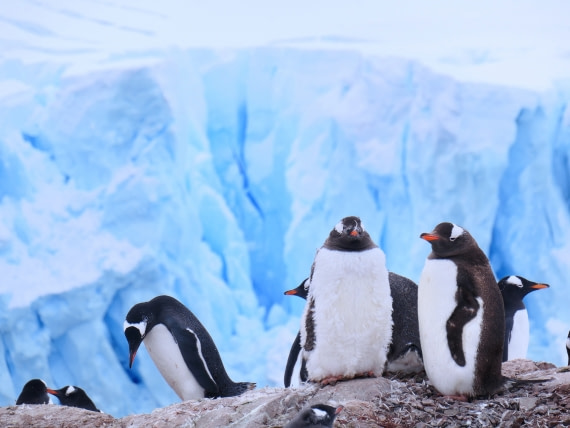 Penguins&glacier