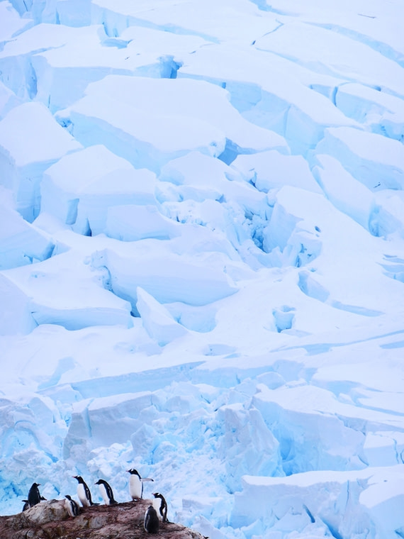 Penguins&glacier2