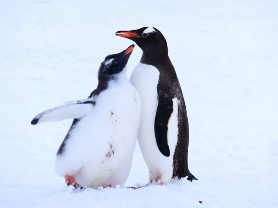 Penguin&chick