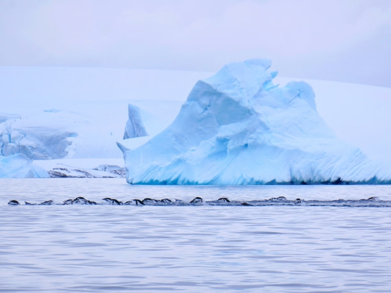 Penguins swimming