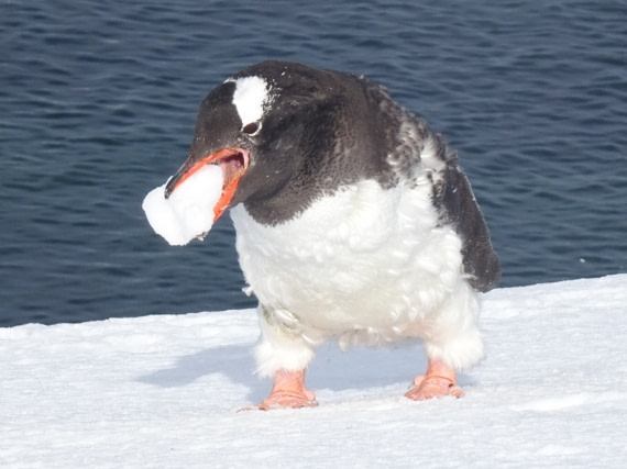 Pinguin