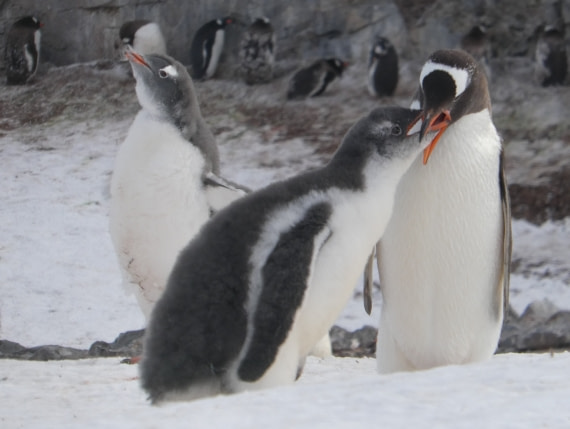 Pinguin feeding