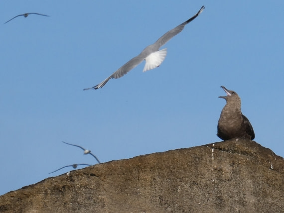 Skua Snares island