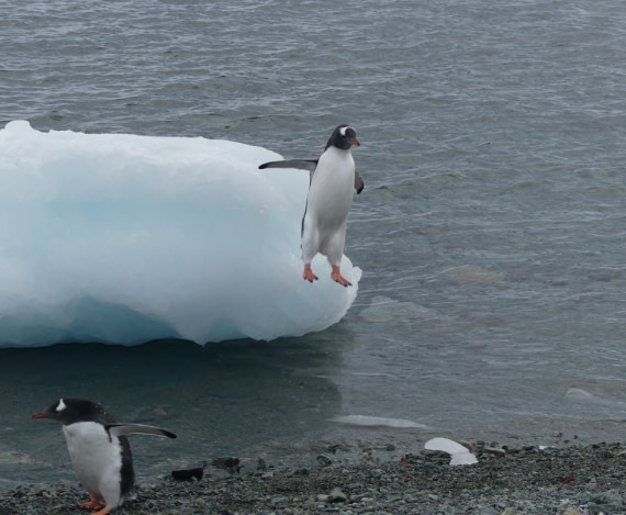Who said penguins don't fly?
