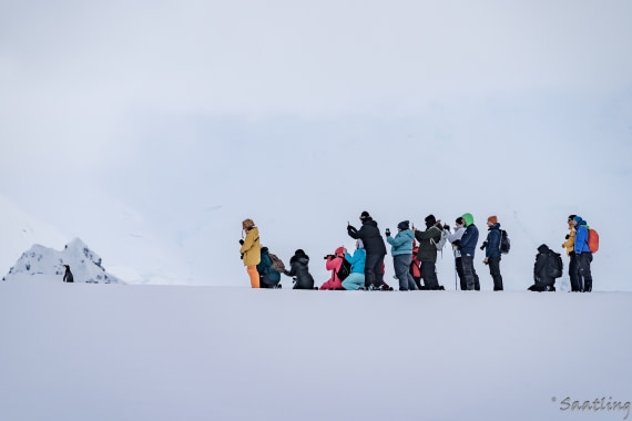 Just one Penguin in Antarctica