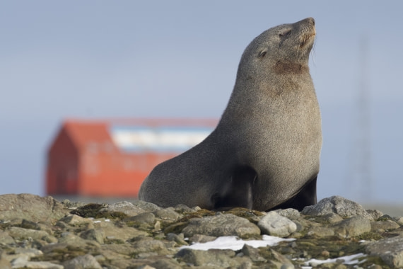 Snooty Fur Seal