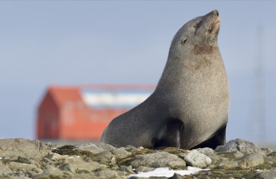 Snooty Fur Seal