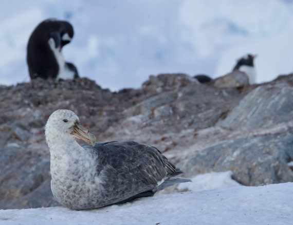 Giant Petrel
