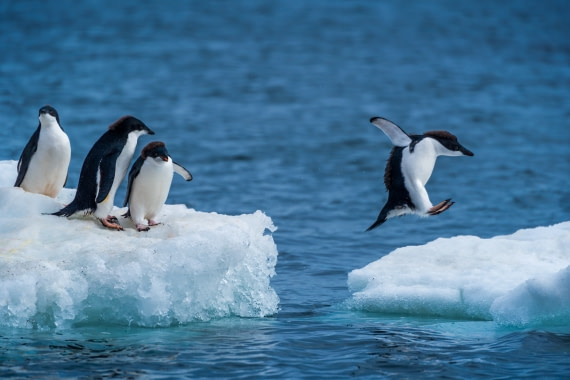 Eddie the Penguin