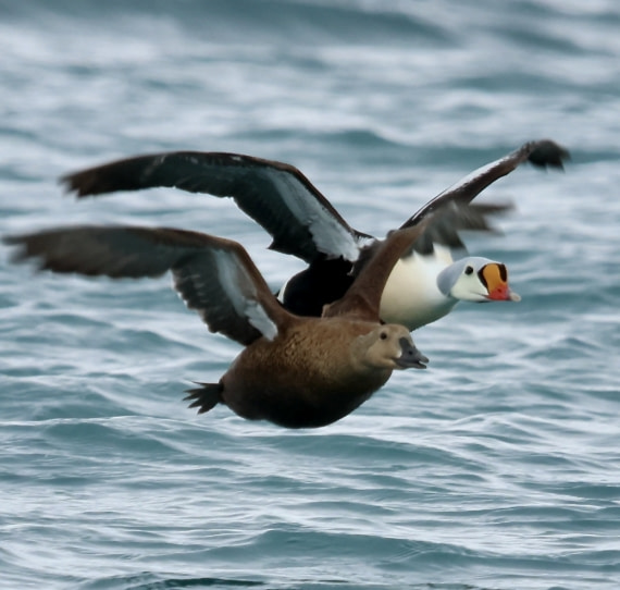 Kingseider duck