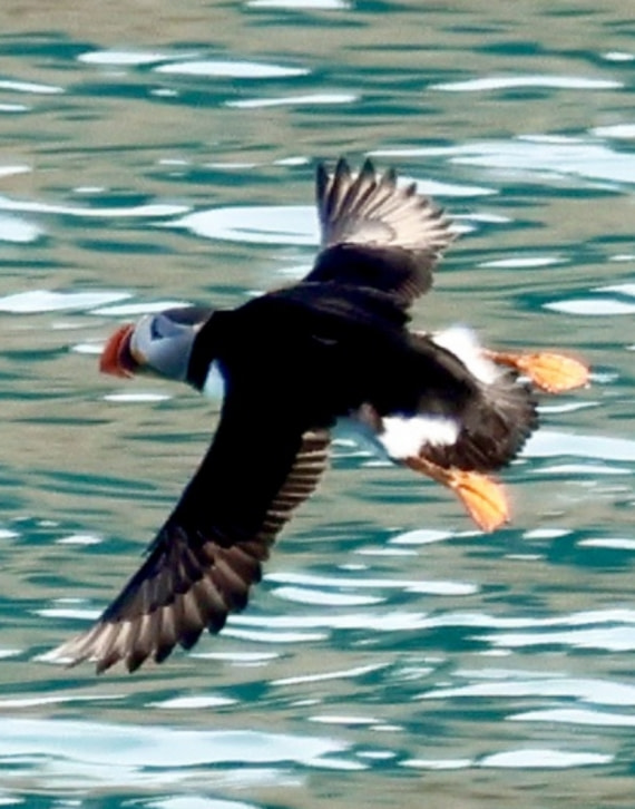 Puffin in flight