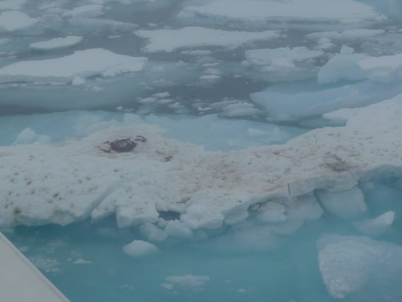leftover breakfast polar bear 1 or 2 _seal carcass, the bones protruding dramatically from what was left of the body
