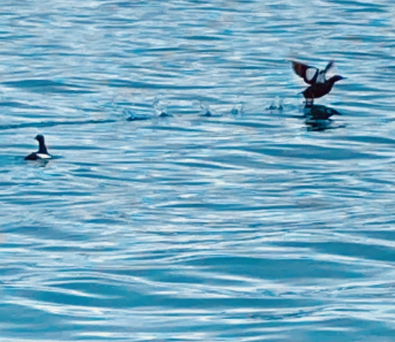 Black Guillemots in the Magdalena Fjord