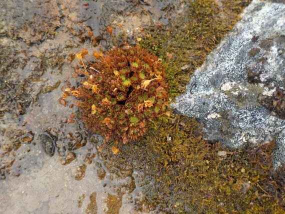 arctic flowers