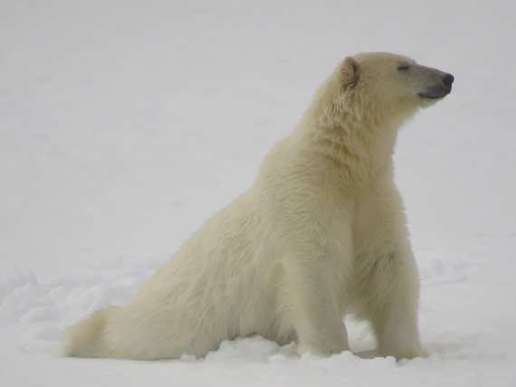 smiling bear