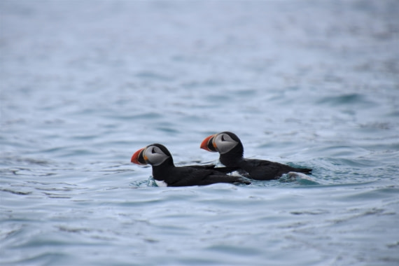 the tiny puffins