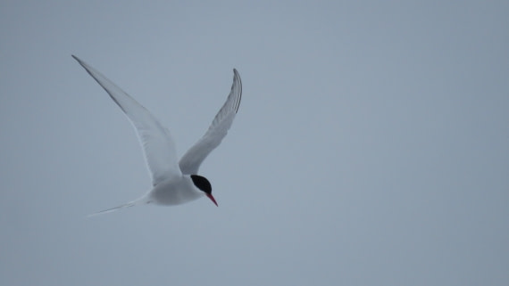 Volando contra el viento