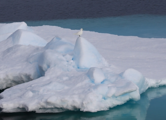 Le blanc PUR